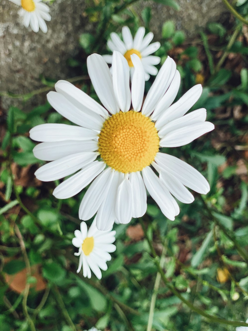 white daisy in bloom during daytime