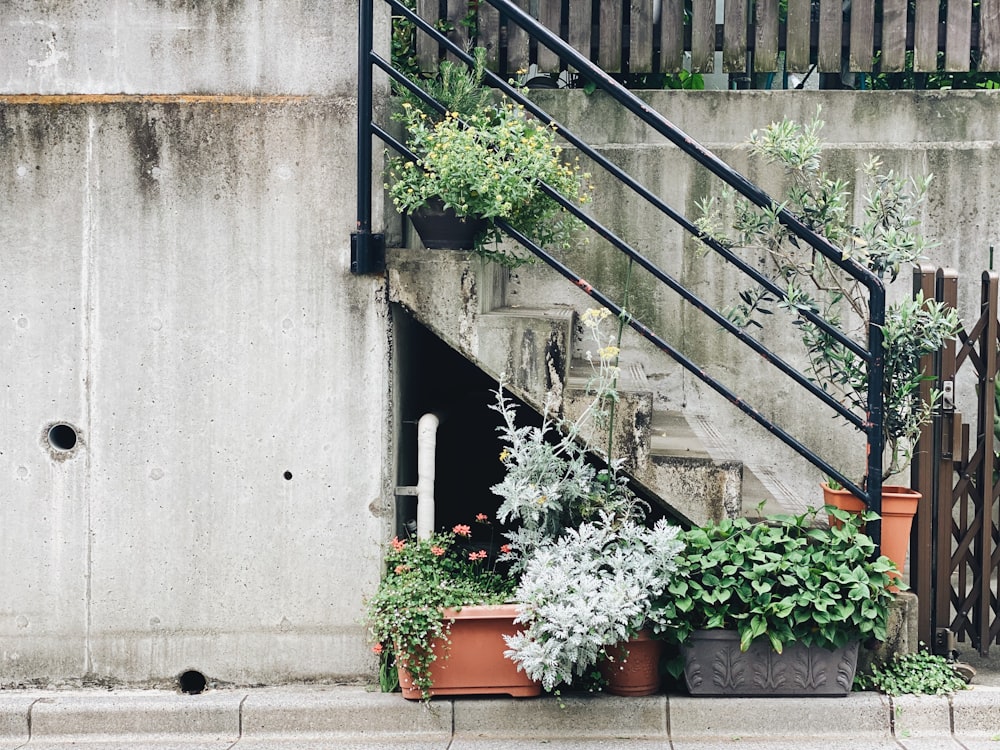 green and red plant on gray concrete staircase