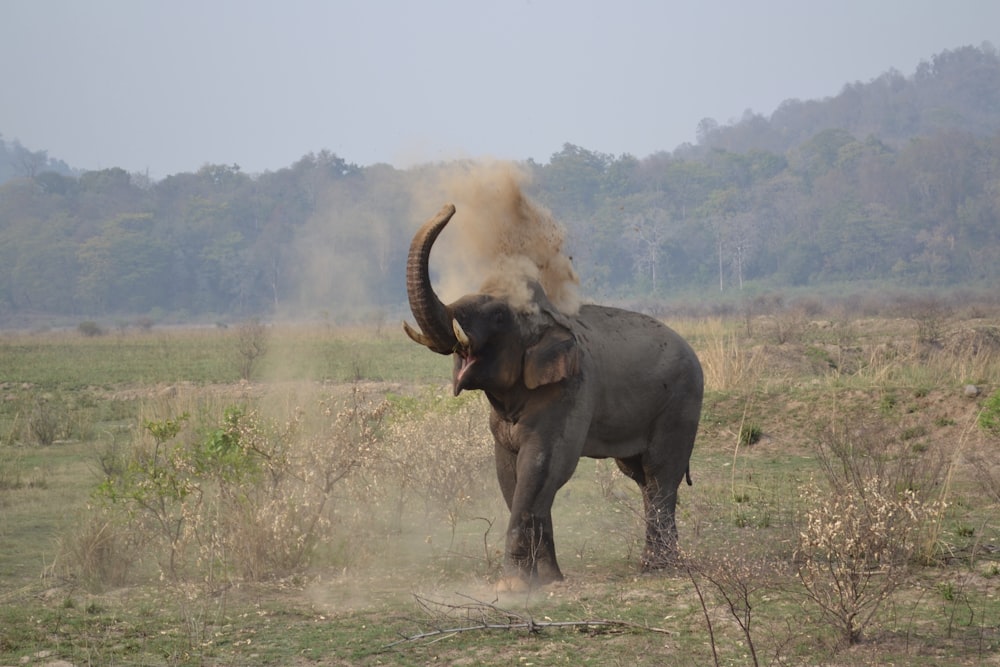Elefante nero sul campo di erba verde durante il giorno