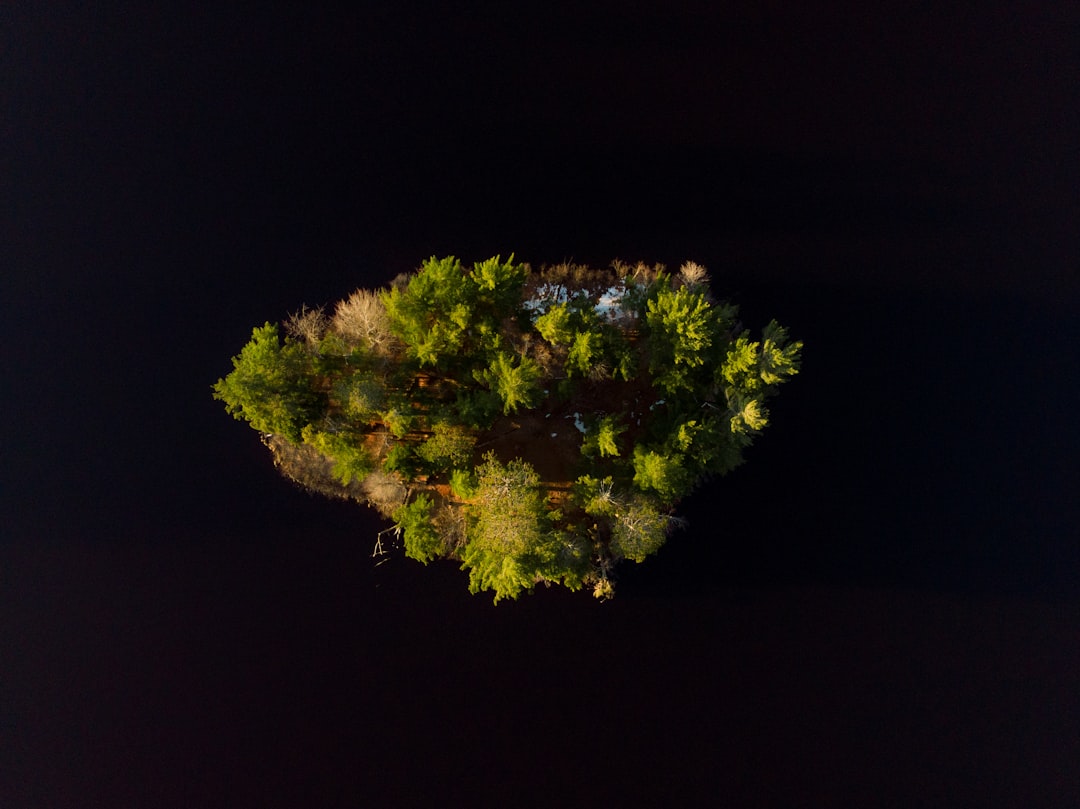 green tree in black background