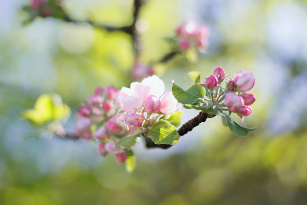 pink and white flower on brown tree branch