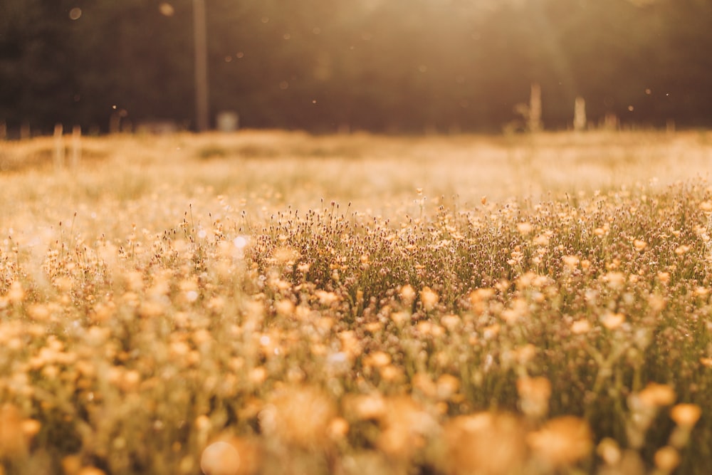 campo de flores blancas durante el día