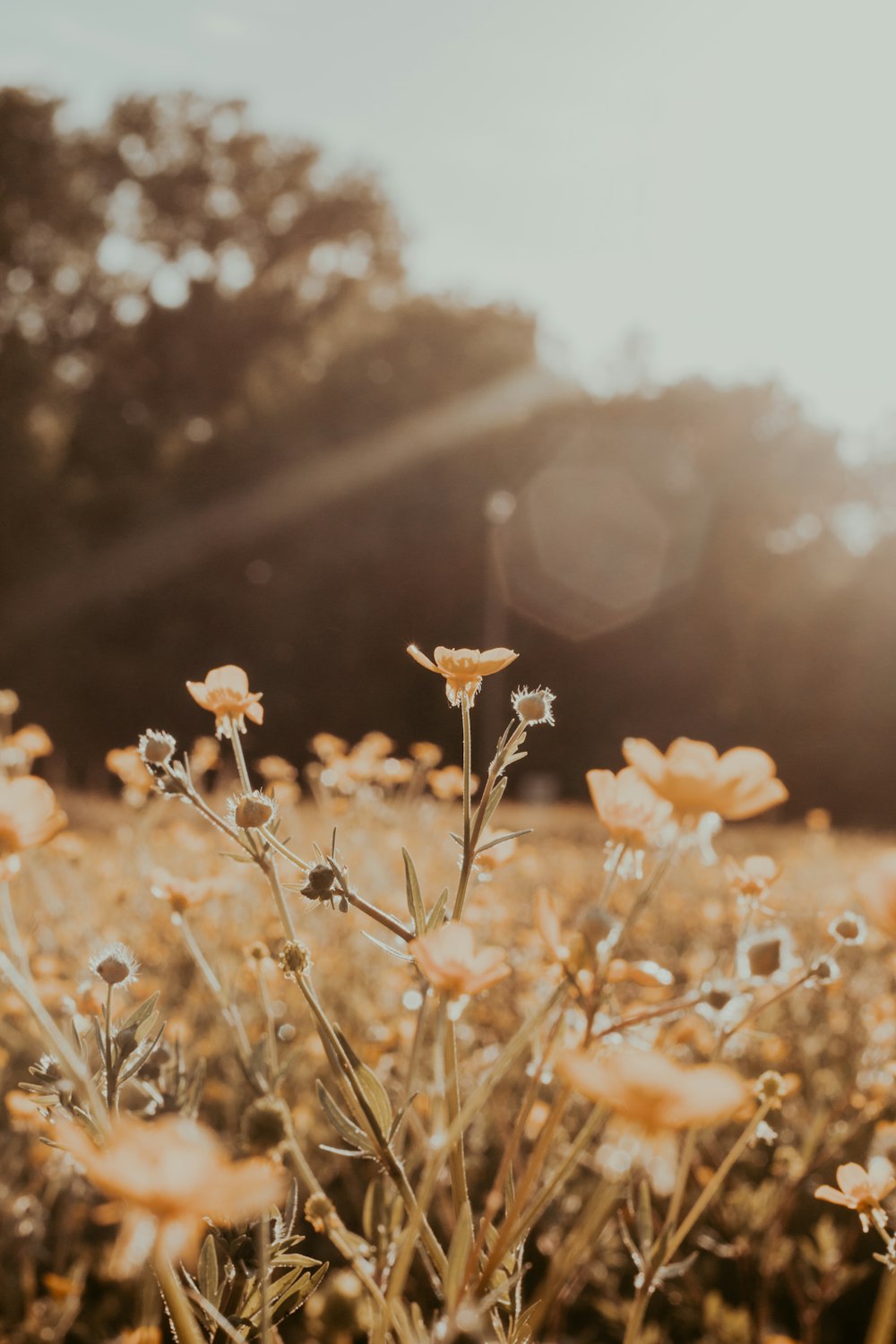 brown flower field during daytime