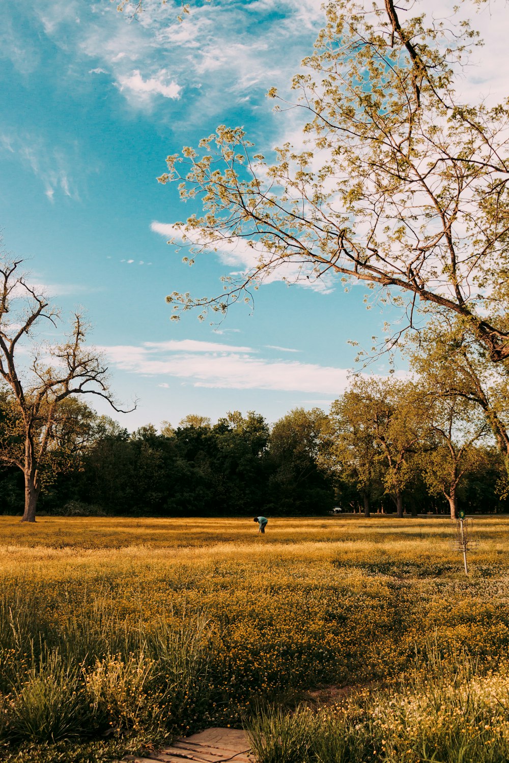 green grass field with trees under blue sky during daytime