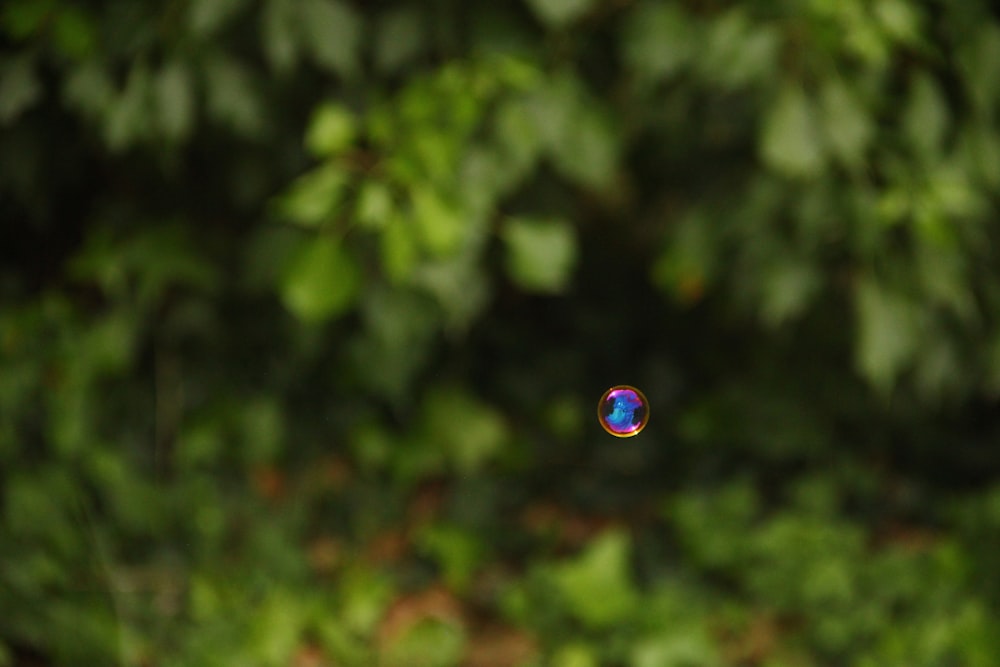 red yellow blue green and purple round ball in tilt shift lens