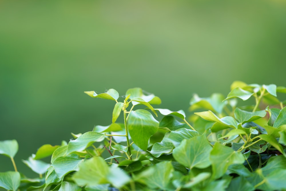 green leaves in tilt shift lens