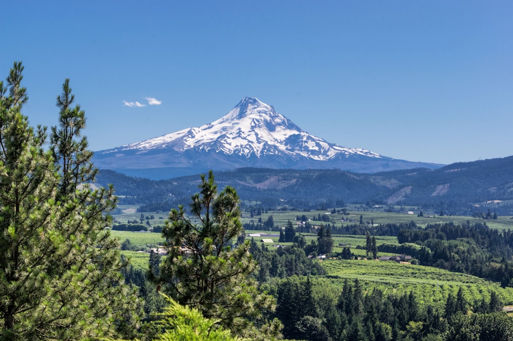 green trees near white and brown mountain under blue sky during daytime