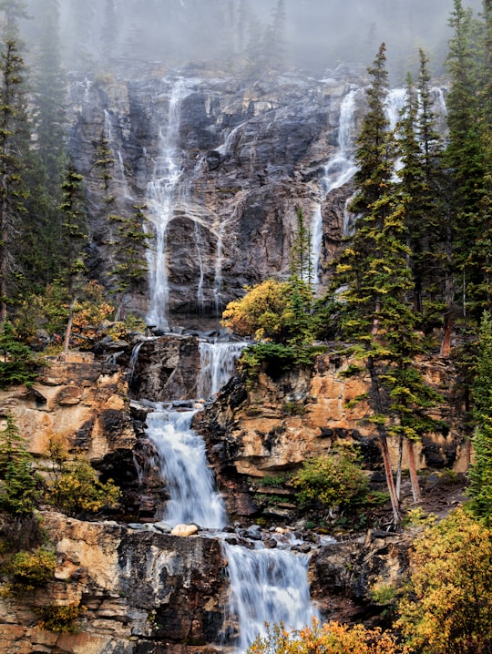 waterfalls in forest during daytime in Jasper Canada