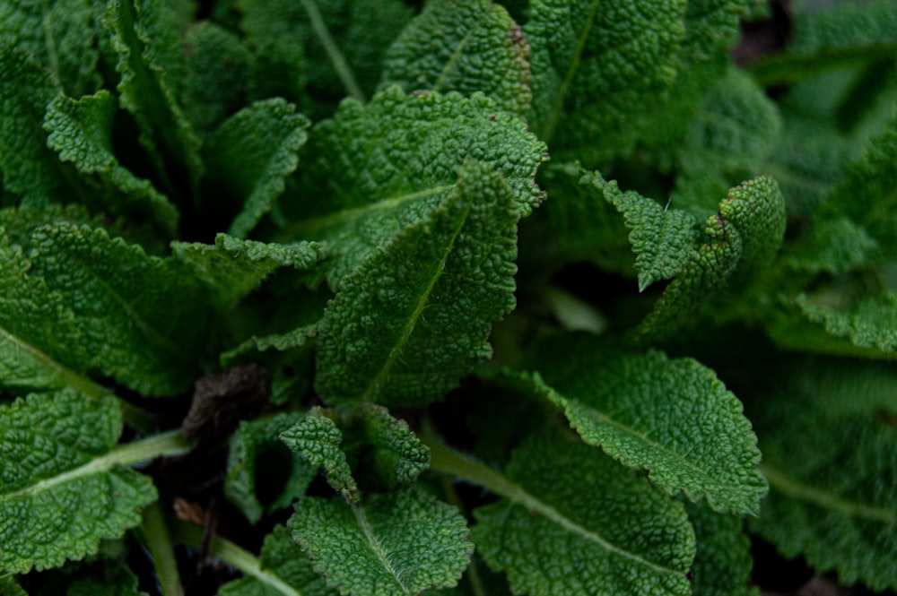 foglie verdi in primo piano fotografia