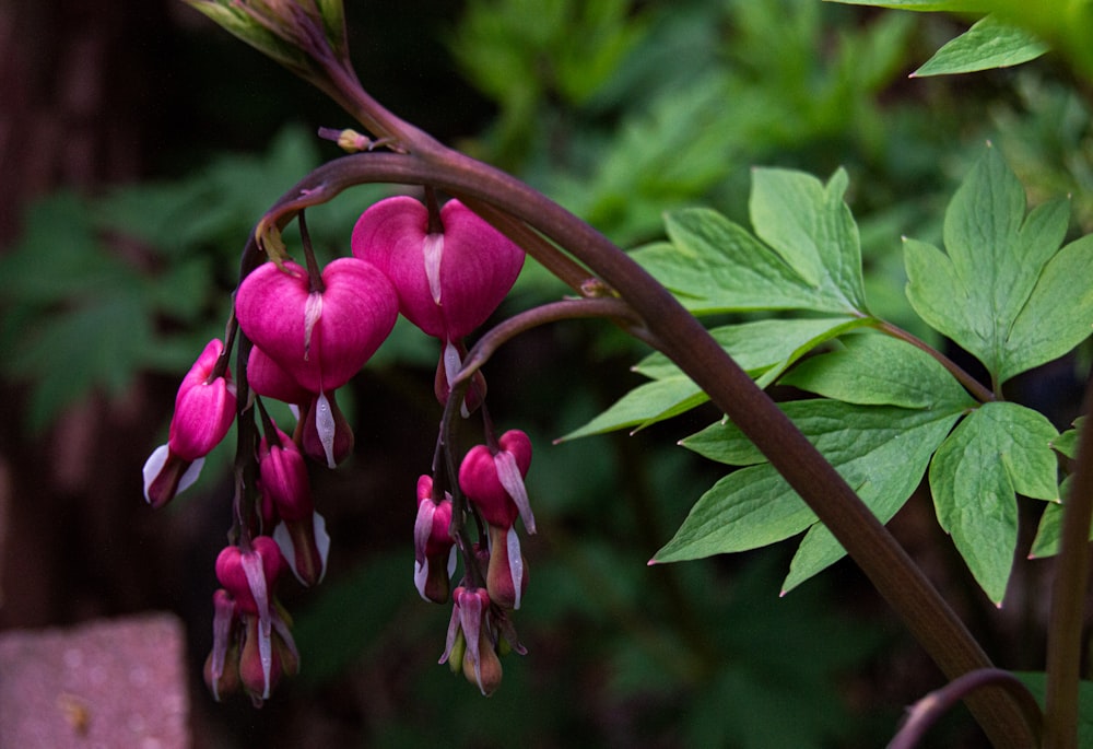 purple flower buds in tilt shift lens