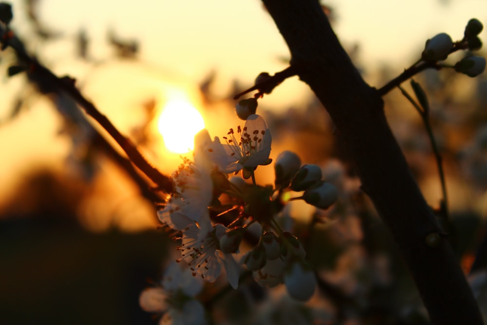 white flowers on brown tree branch