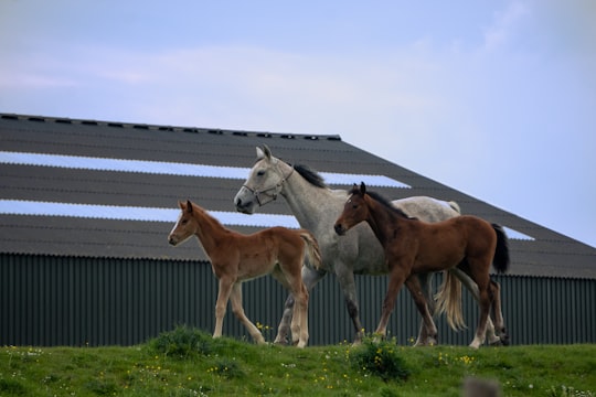 three brown and white horses on green grass field during daytime in Beusichem Netherlands