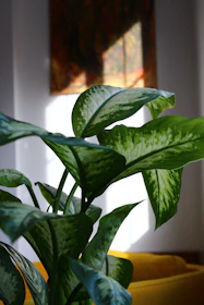 Close-up of natural textures: smooth wood, soft beige fabrics, and leafy green plants.