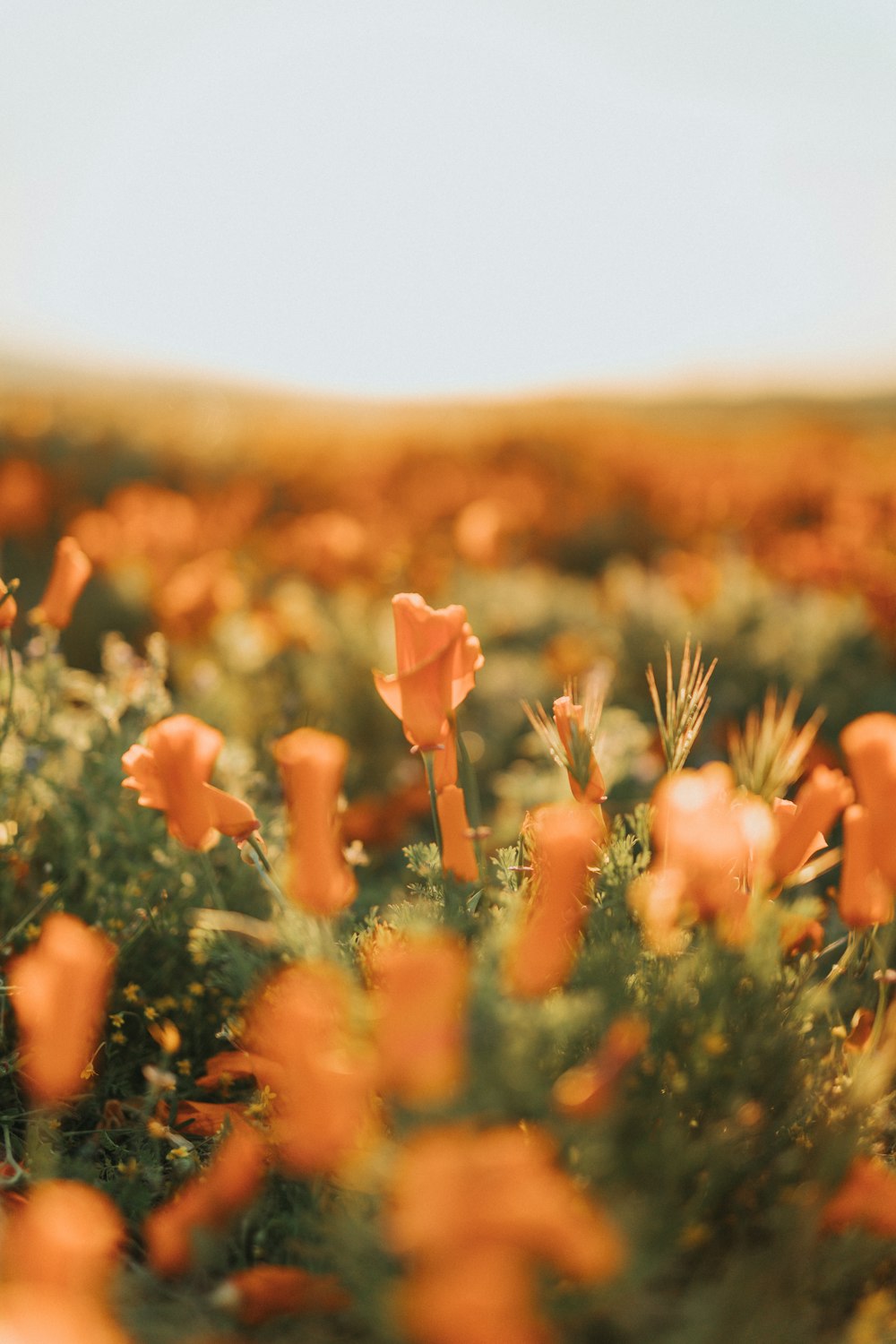 orange flower field during daytime