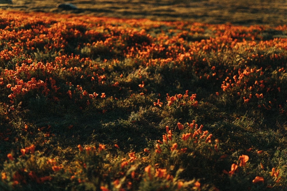 red flowers on brown field during daytime