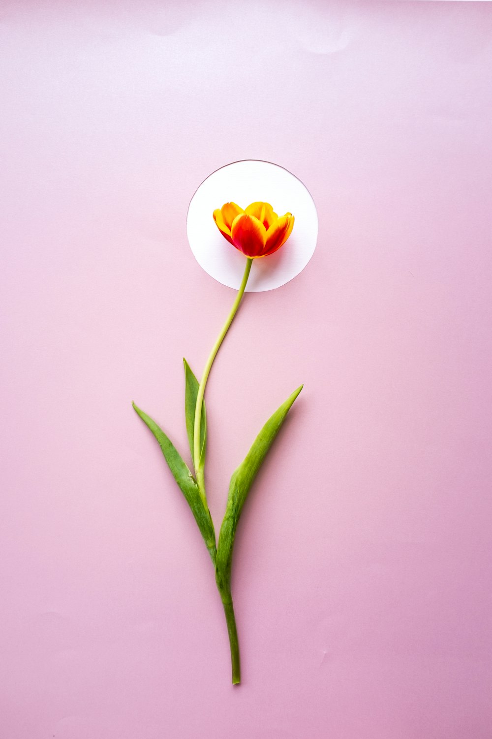 white and red flower on white ceramic plate