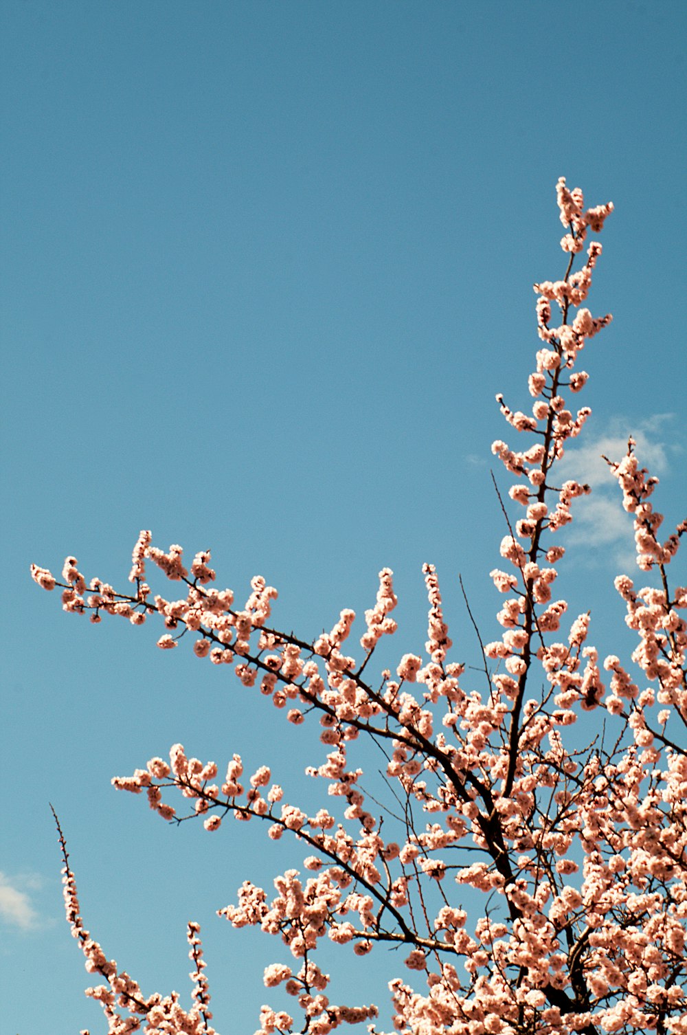 red and white flower under blue sky during daytime