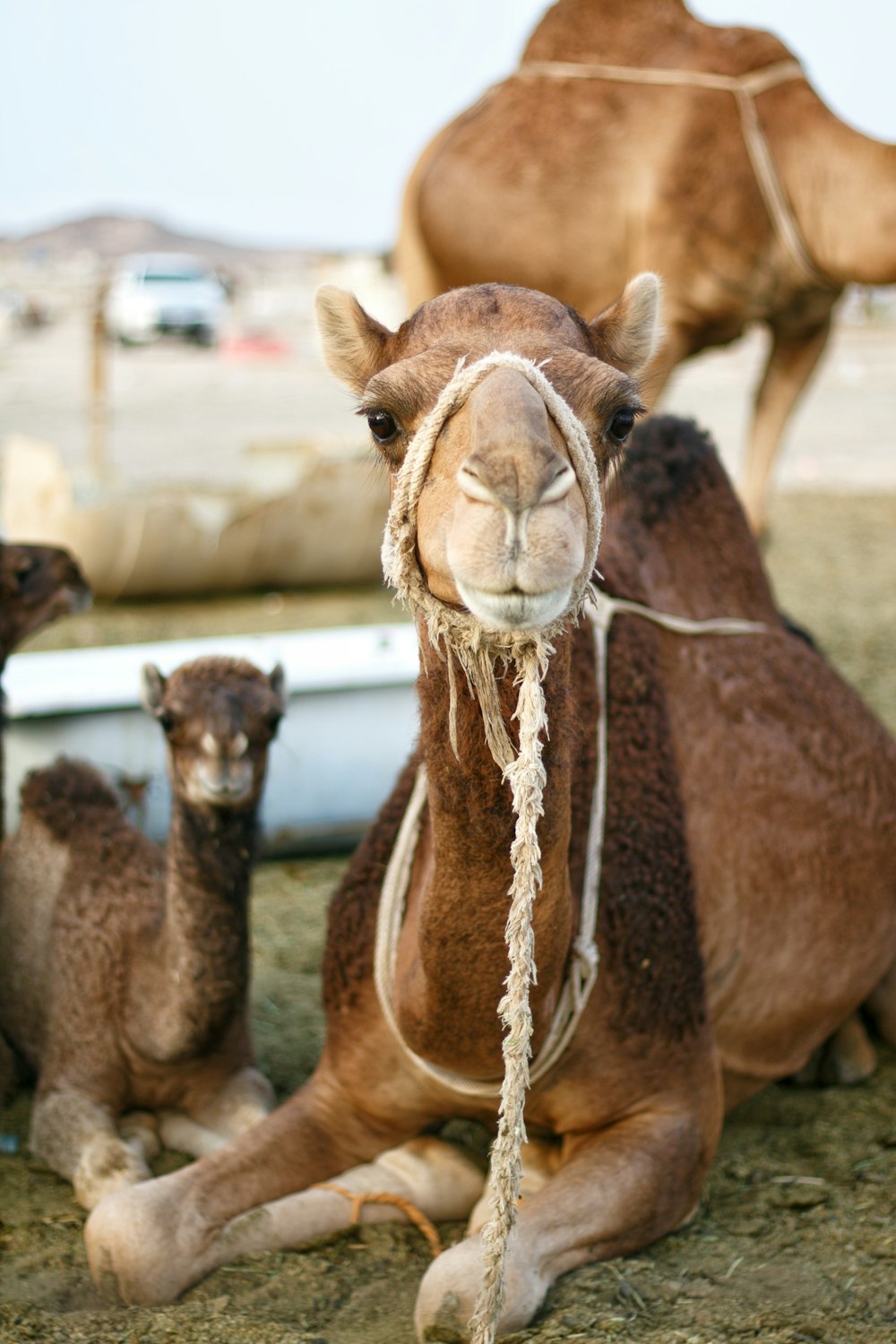 brown camel in close up photography during daytime