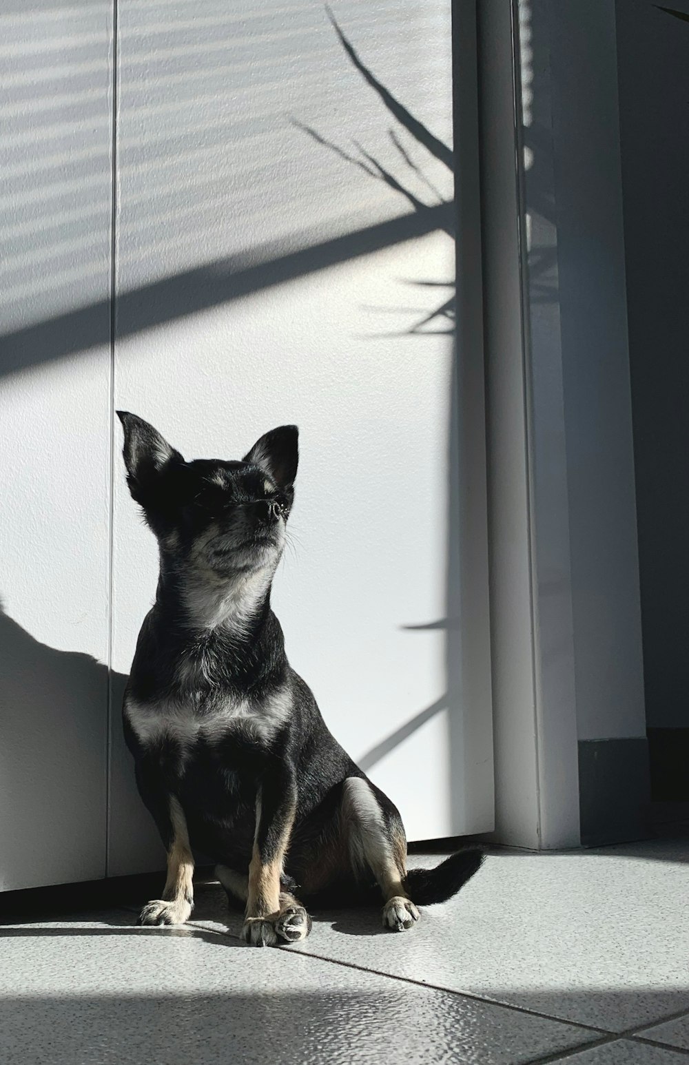 black and tan short coat dog sitting beside window