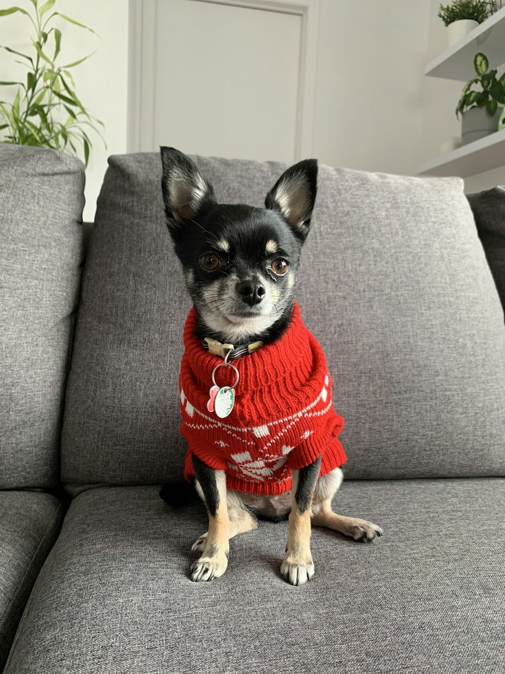 black and brown chihuahua wearing red shirt sitting on gray sofa