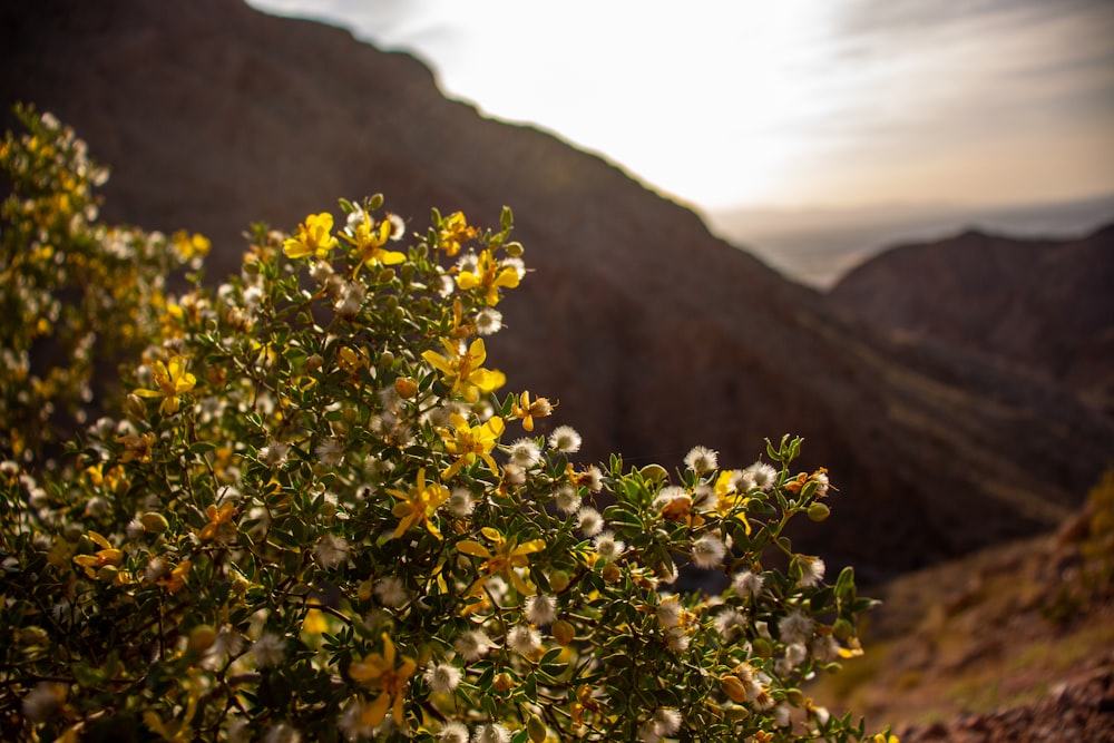 yellow flowers with green leaves