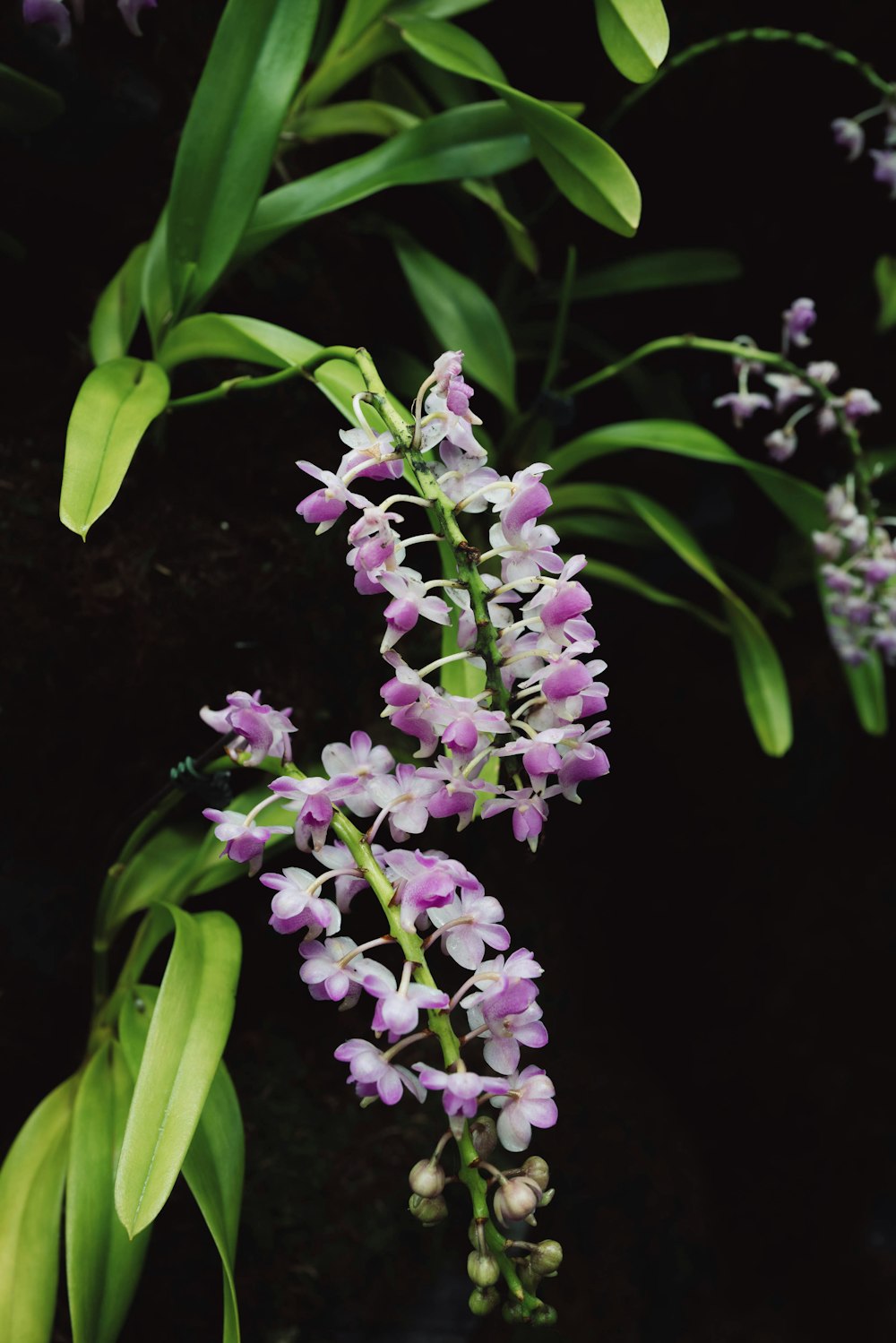 purple and white flower in close up photography