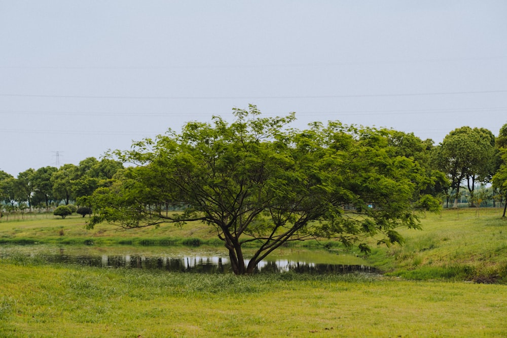 green trees on green grass field during daytime