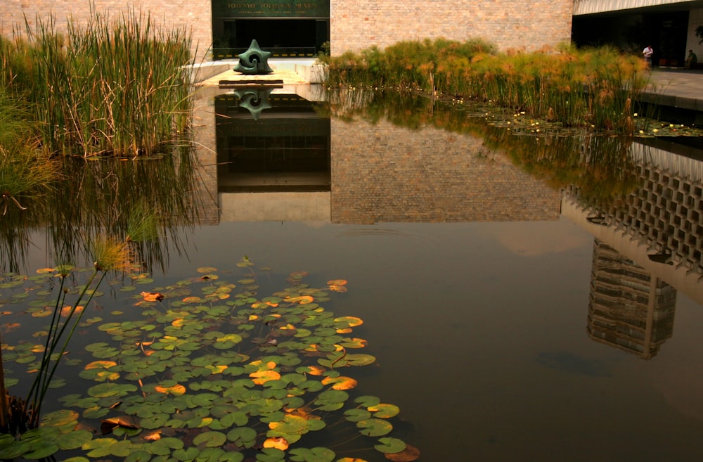 yellow leaves on water near brown concrete wall