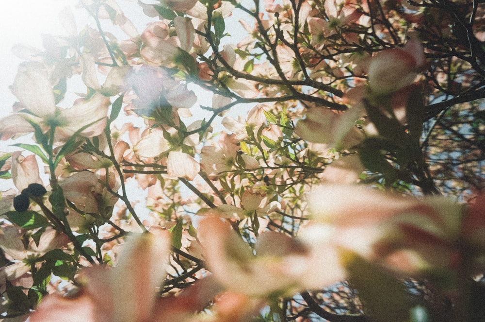 white cherry blossom during daytime