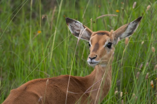 brown deer on green grass during daytime in Nairobi Kenya