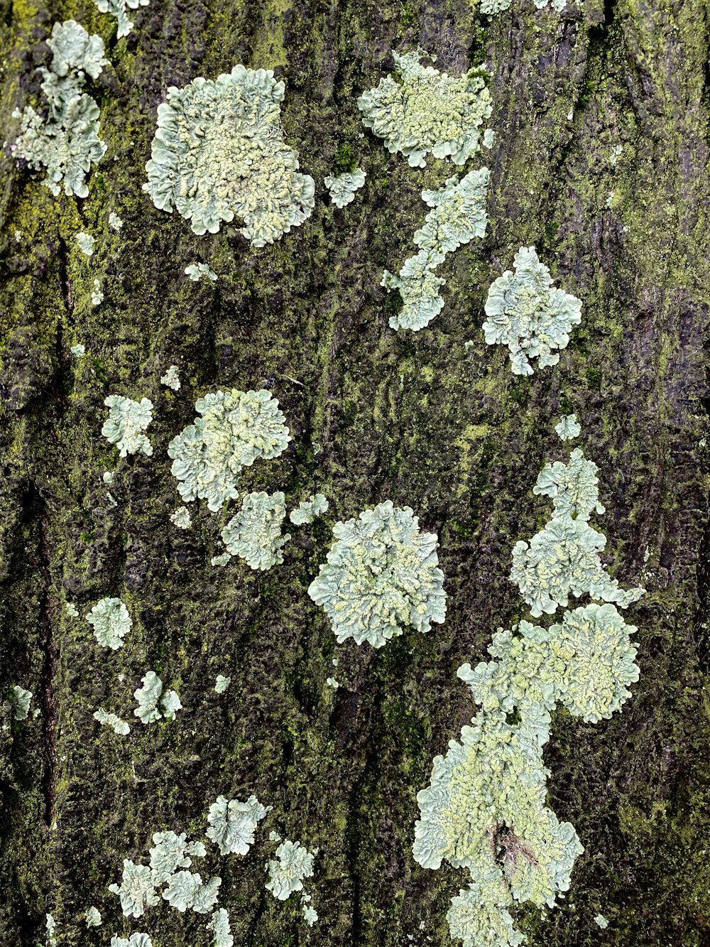 white and green plant on brown soil