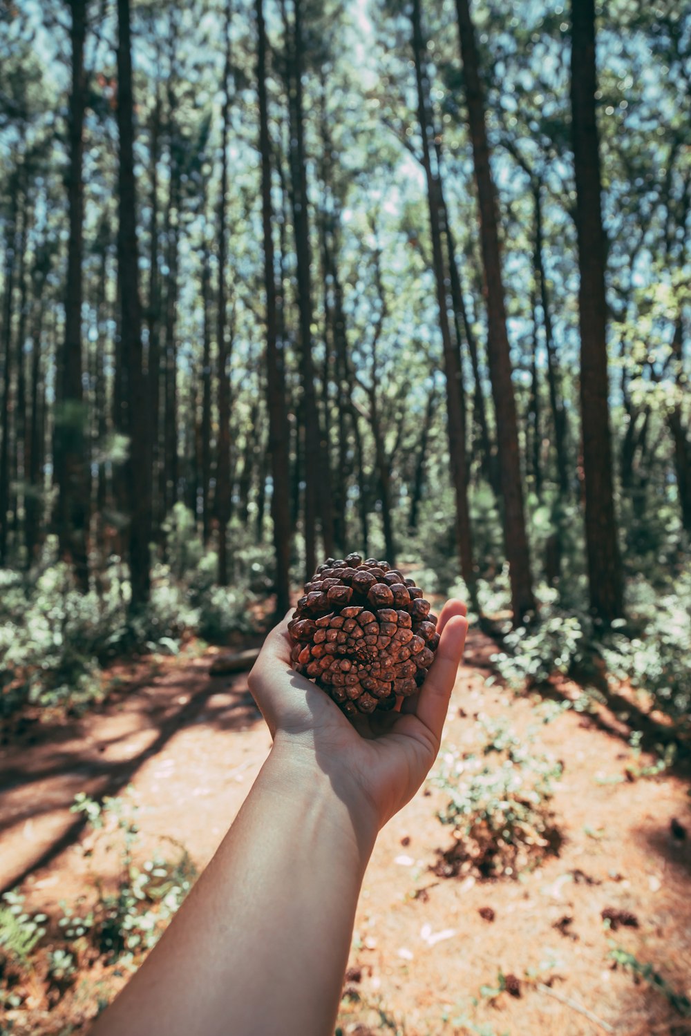 person holding brown pine cone