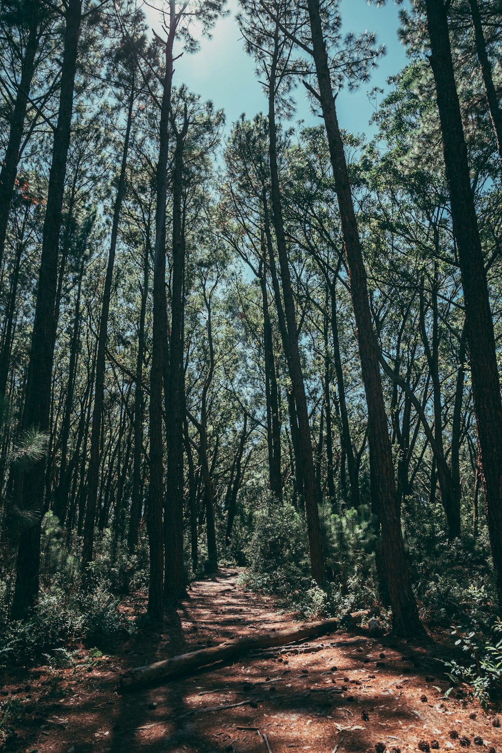 brown trees on brown soil