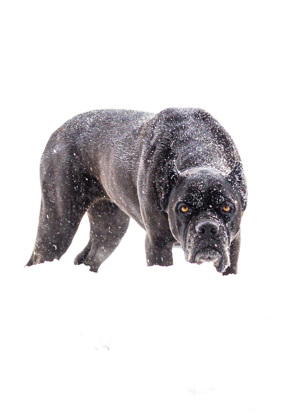 black short coated dog on white snow