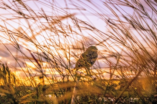 brown bird on brown grass during daytime in Florida United States