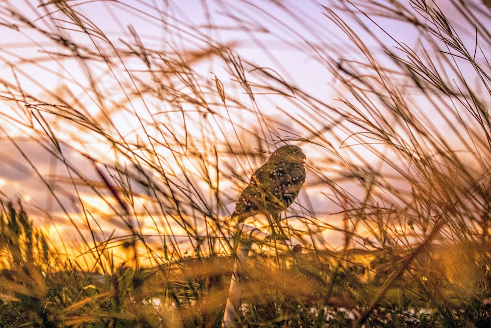 uccello marrone su erba marrone durante il giorno