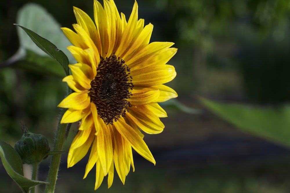 yellow sunflower in tilt shift lens