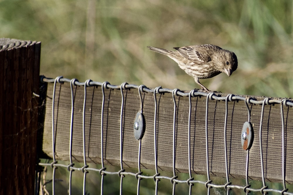 brown bird on gray wire fence during daytime