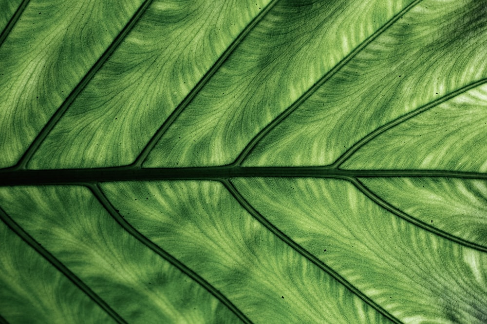 green leaf in close up photography