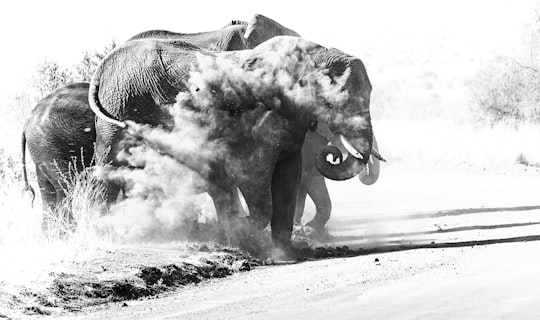elephant walking on the beach in Pilanesberg National Park South Africa