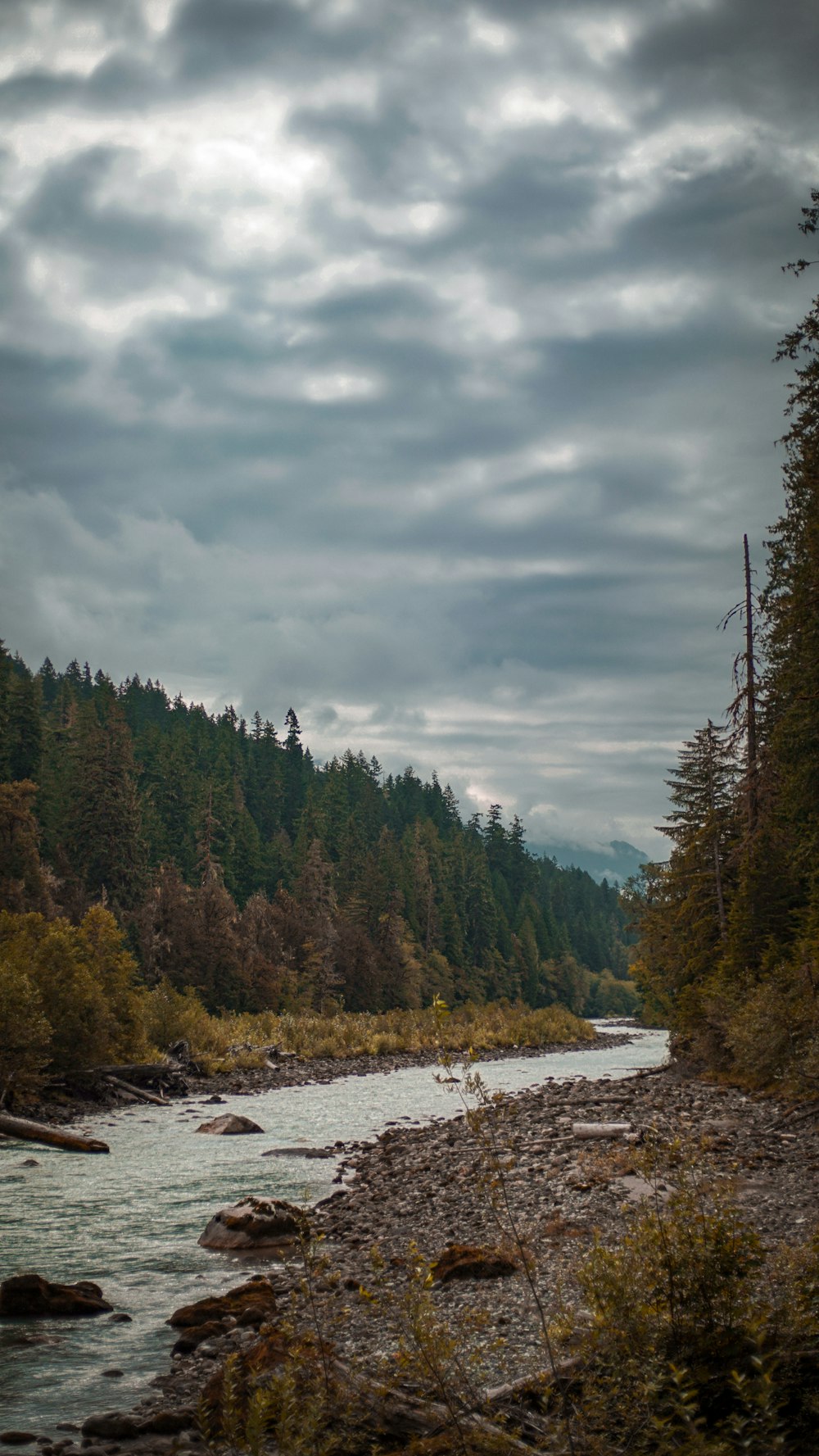 green trees near river under cloudy sky during daytime