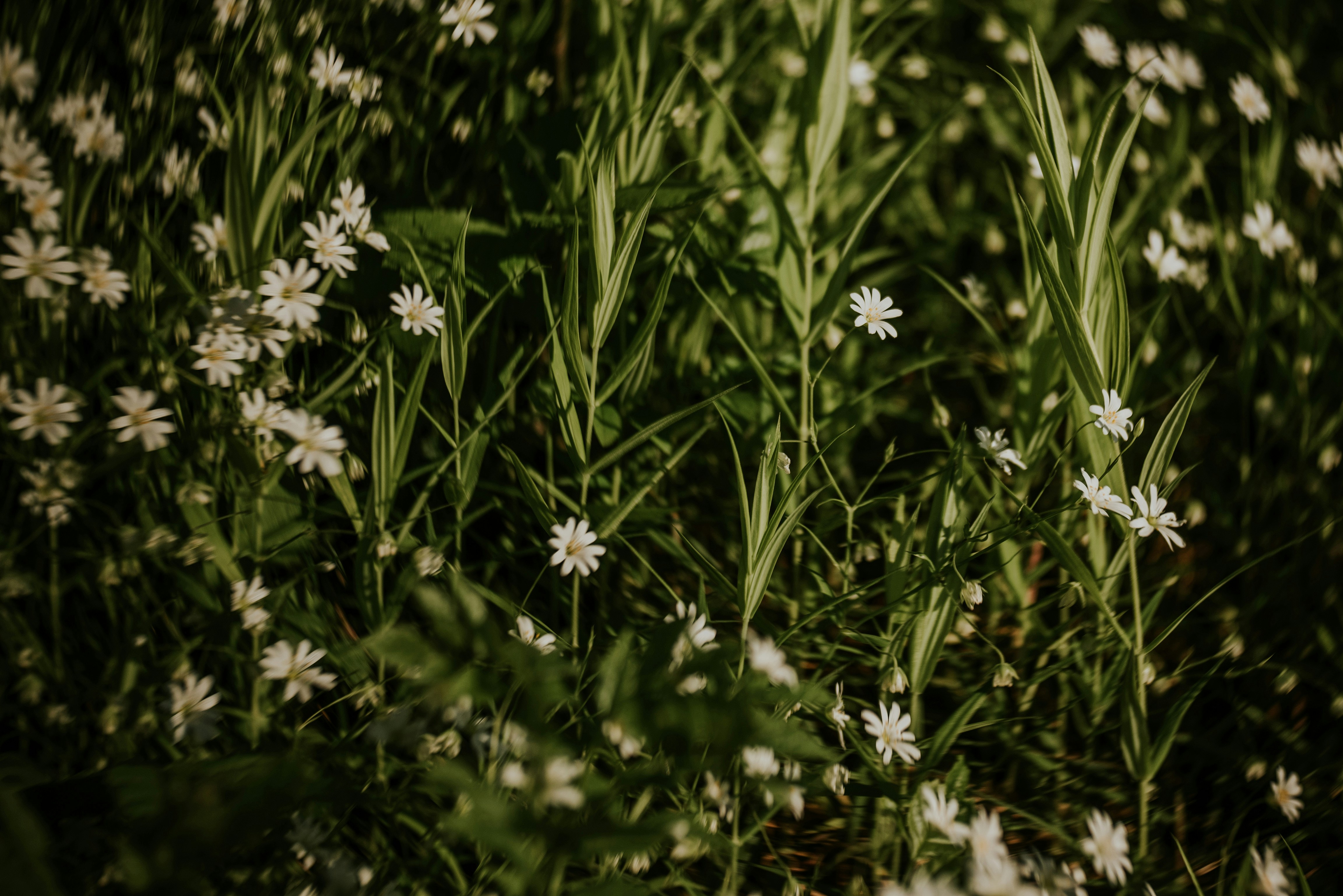 Photo by eduardgross