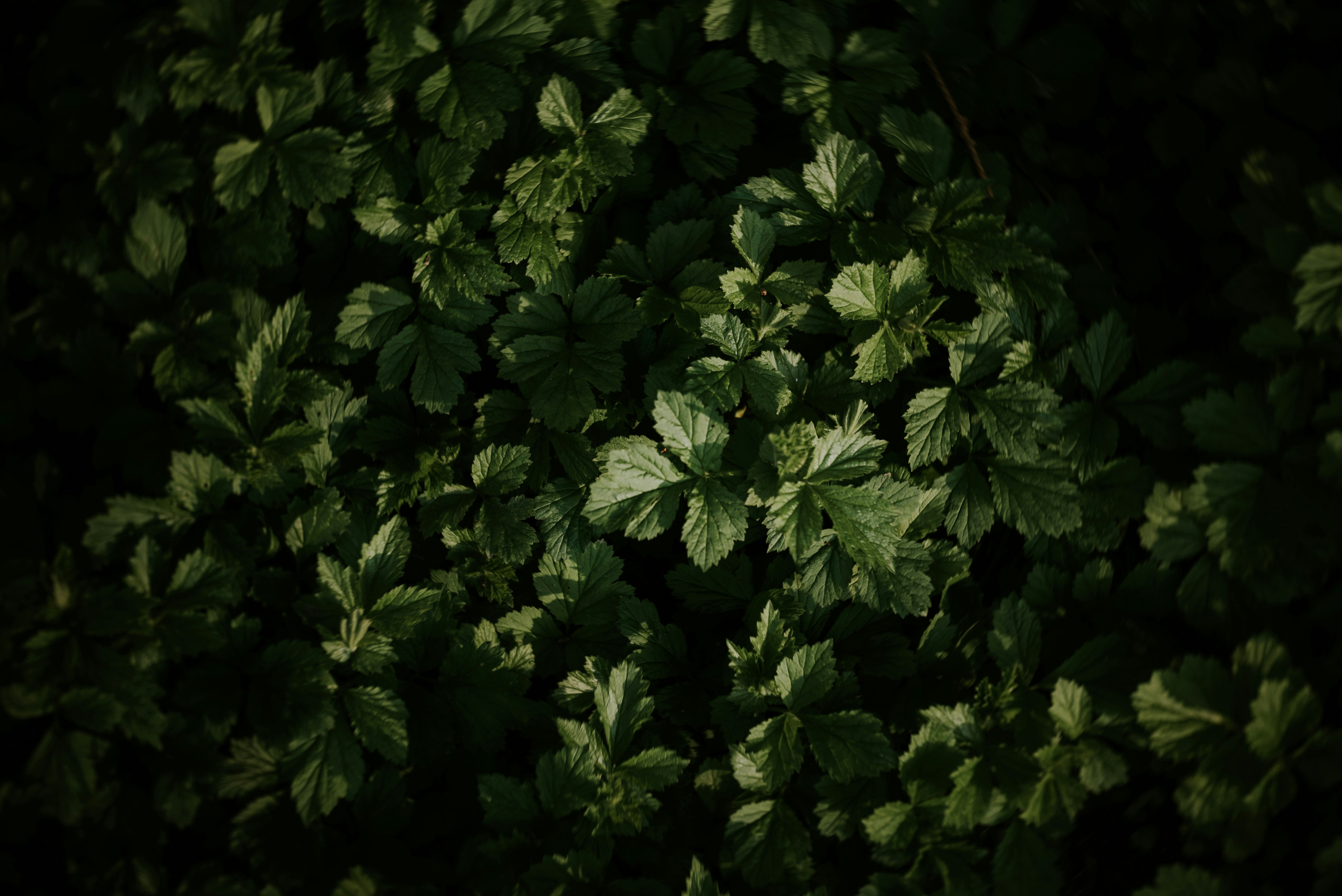 Photo by eduardgross