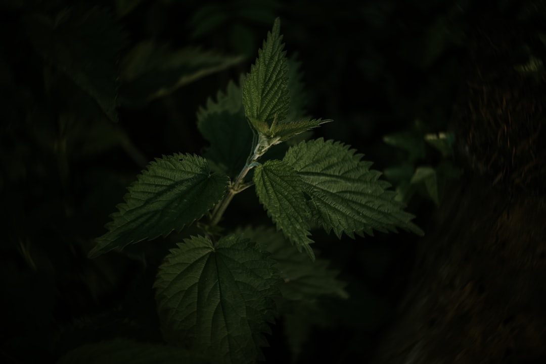 green leaf plant in close up photography