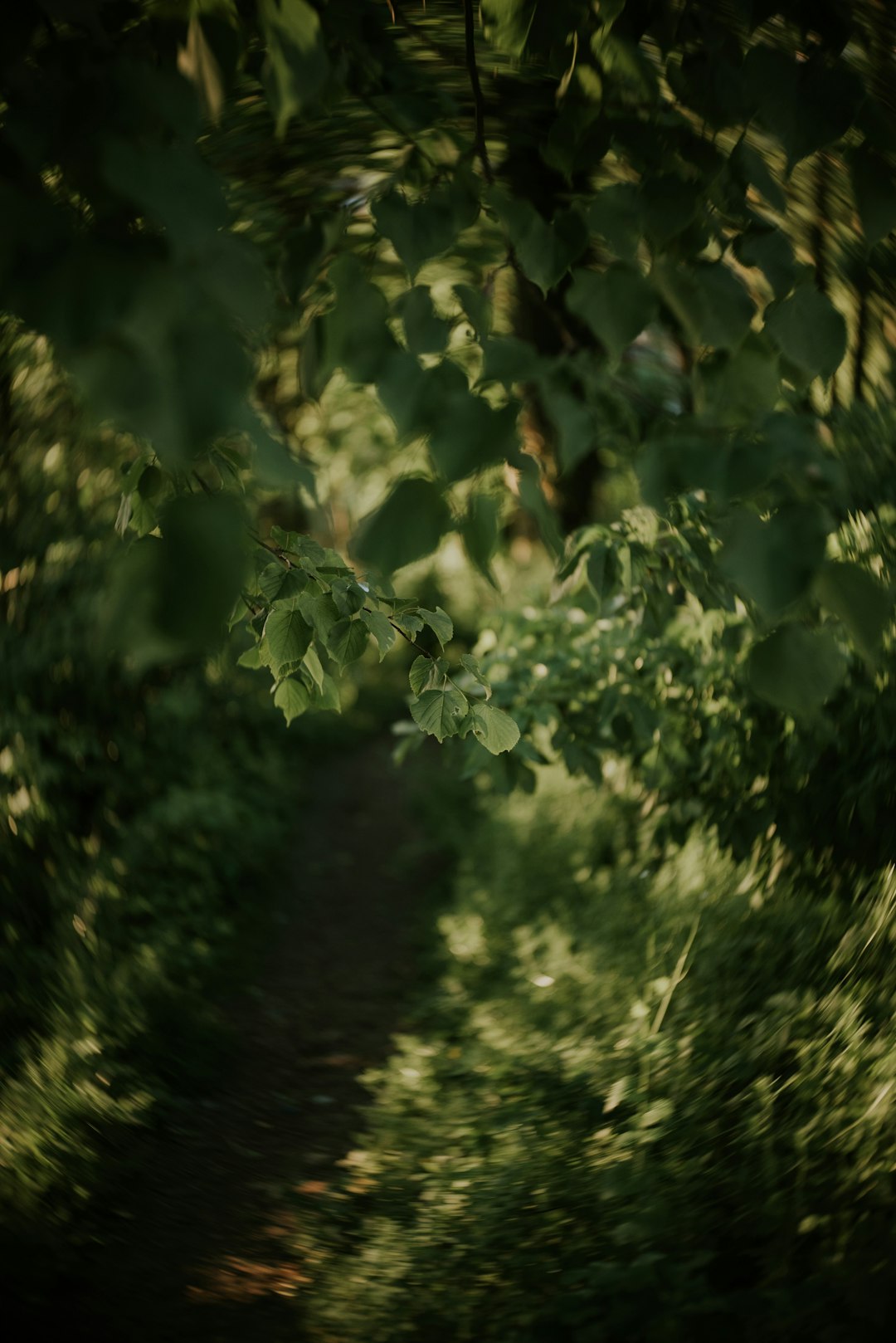 green leaves during day time