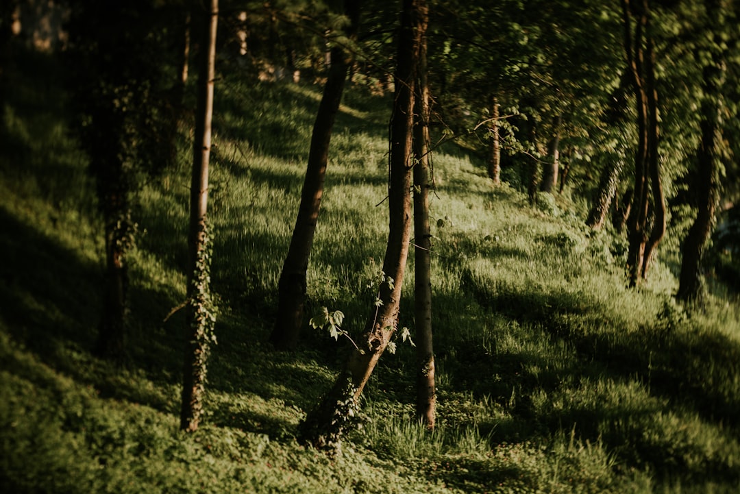 green grass field with trees