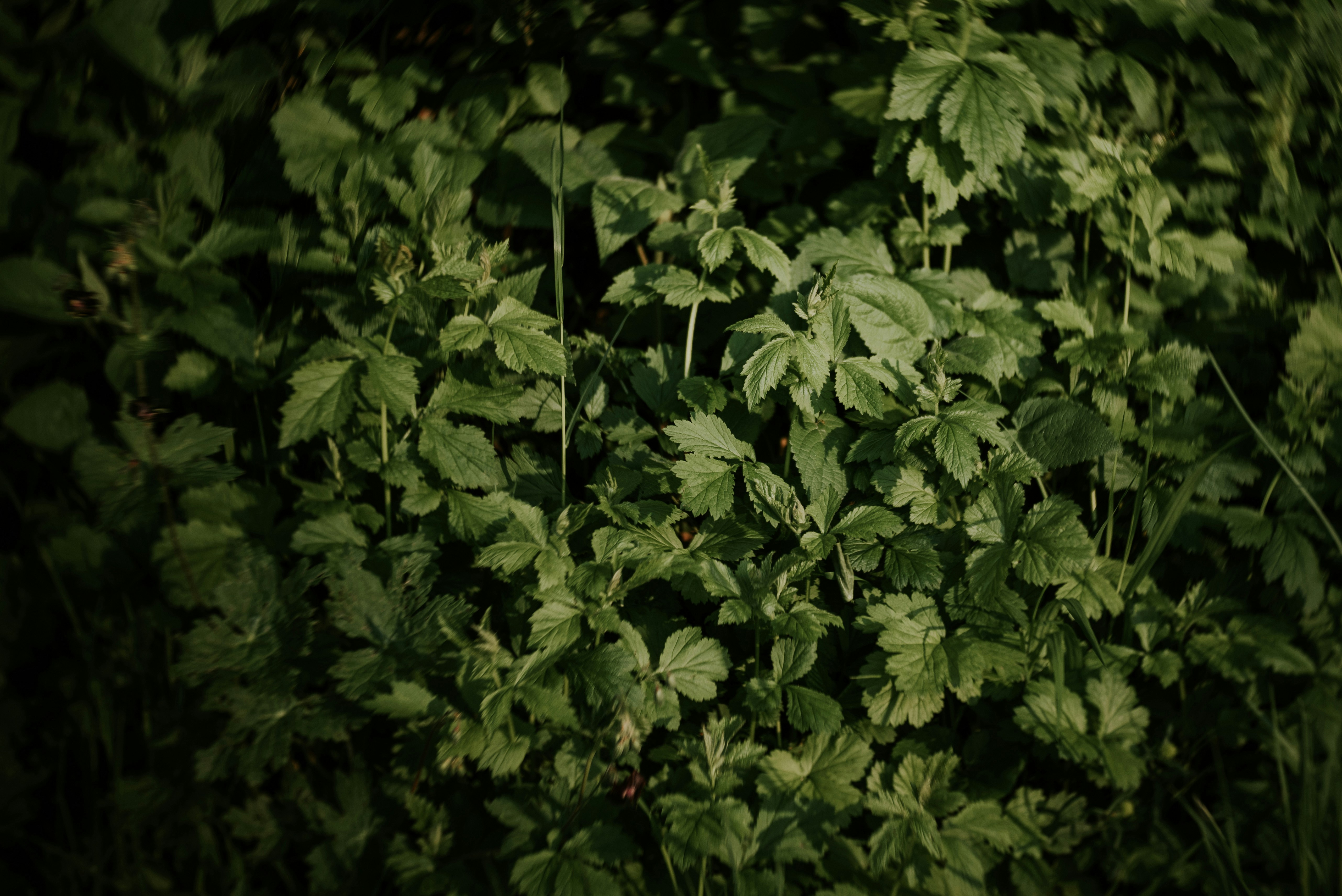 The Domino Effect: How Ivy Invasion Spreads (image credits: unsplash)
