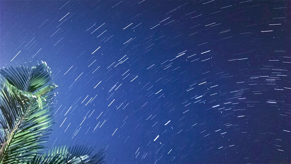 a star trail is seen in the sky above a palm tree