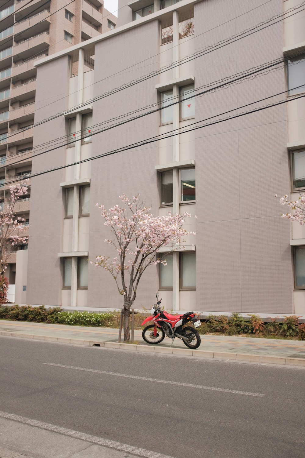 red and black motorcycle parked beside brown bare tree during daytime