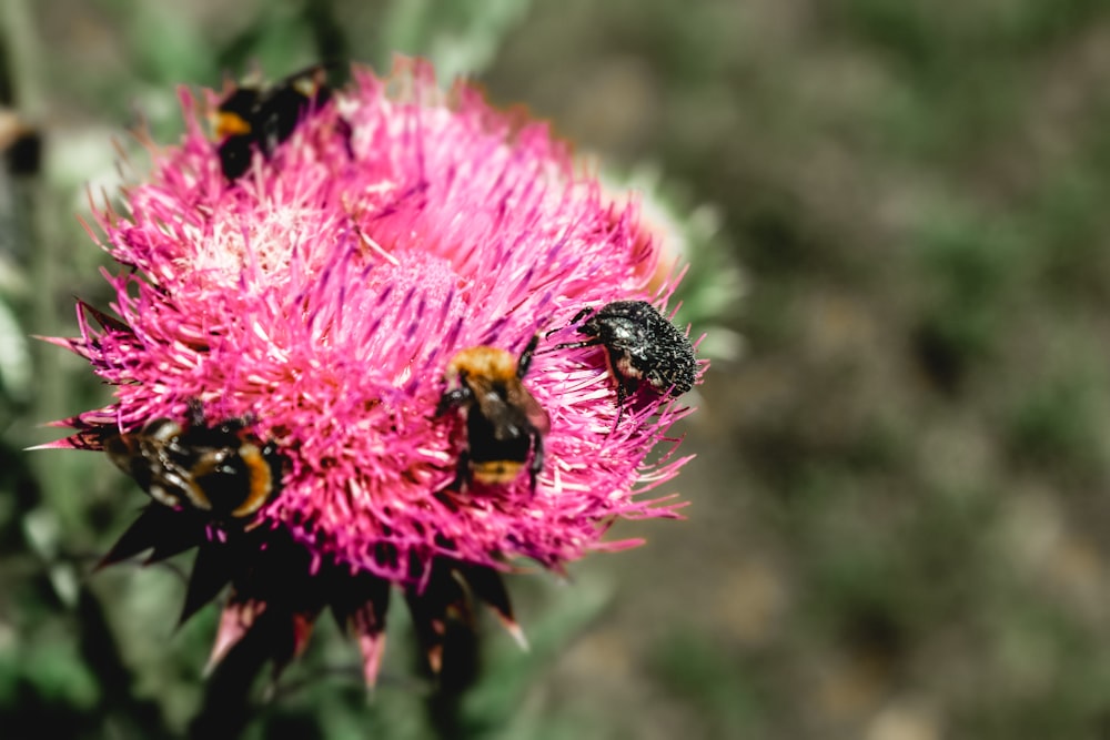 black and yellow bee on pink flower during daytime